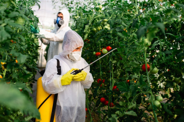Новый вирус угрожает уничтожить все томаты и перцы на планете